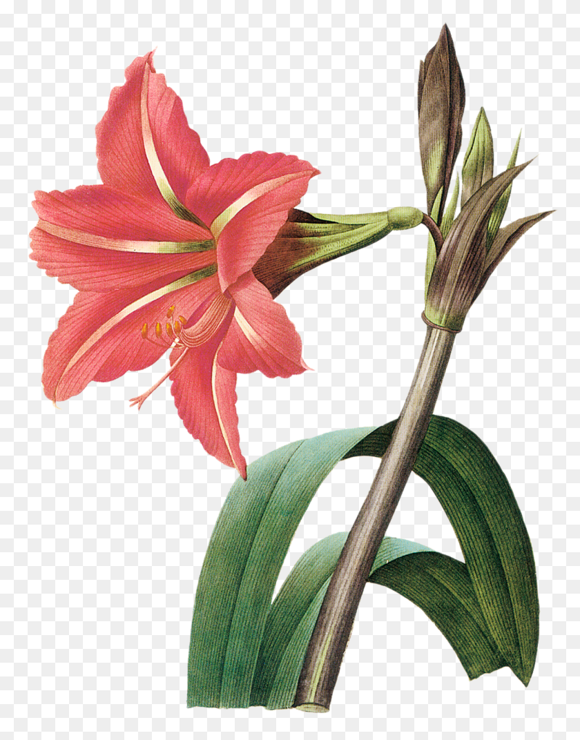 1227x1593 Написано Антонио На Segunda Feira 30 De Janeiro, Растение, Цветок, Цветение Hd Png Скачать