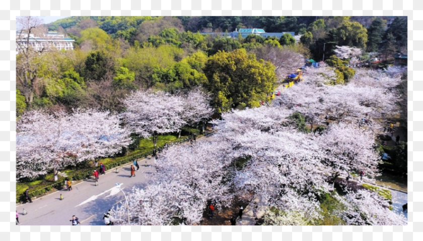 823x442 Wuhan University Cherry Blossom China Cherry Blossom Cherry Blossom, Plant, Flower, Person HD PNG Download
