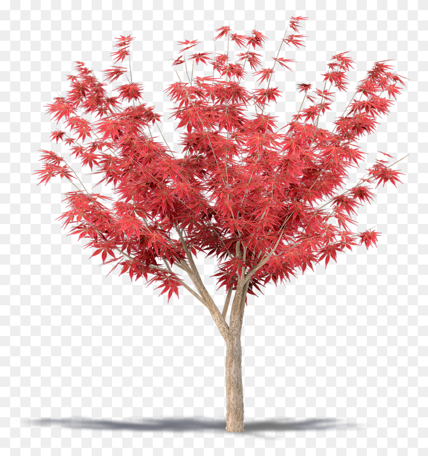917x983 X 1000 0 Maple Leaf, Tree, Plant, Maple HD PNG Download
