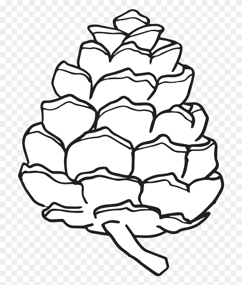 718x930 X 1000 1 Pine Cone Drawing Simple, Plant, Food, Vegetable HD PNG Download