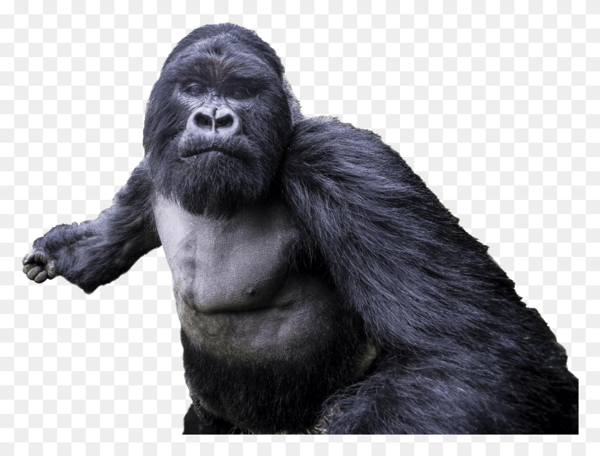 1262x937 X 1000 3 Gorila, Animal, Mamífero, La Vida Silvestre Hd Png