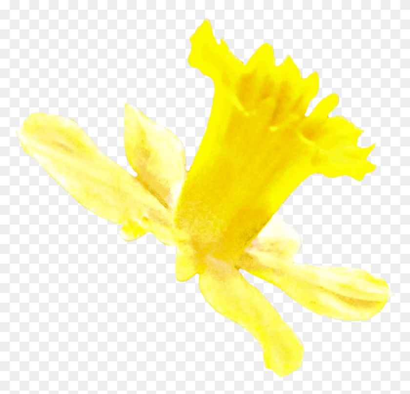 1045x1001 X 1024 0 Нарцисс, Растение, Цветок, Цветение Hd Png Скачать