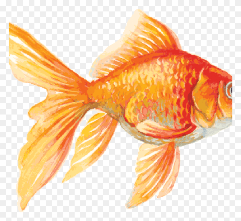 1025x936 X 1024 1 Peces De Colores, Peces, Animales, Hongo Hd Png