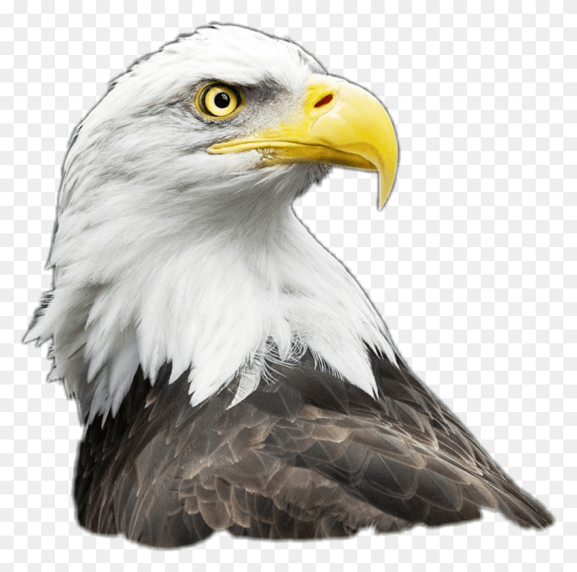 1032x1024 X 1024 2 Agila Clipart, Pájaro, Animal, Águila Hd Png