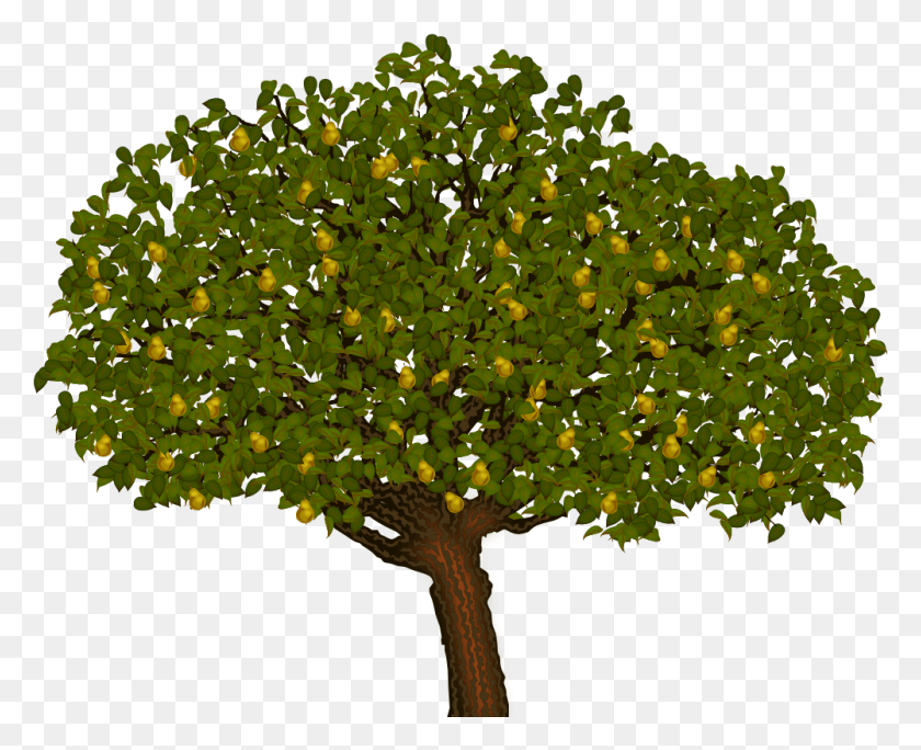 1001x801 X 1024 9 Oak, Tree, Plant, Fungus HD PNG Download