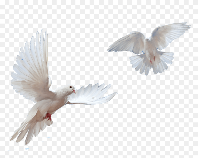 844x662 X 1032 32 Flying Doves, Bird, Animal, Dove HD PNG Download
