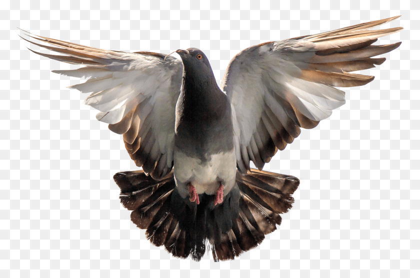 1569x1001 X 1058 Pigeon, Bird, Animal, Dove HD PNG Download