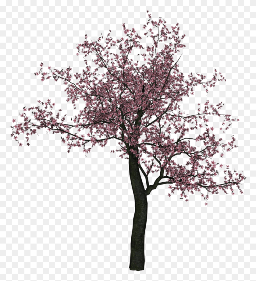 893x989 X 1059 11 Cherry Blossom Trees, Plant, Flower, Blossom HD PNG Download