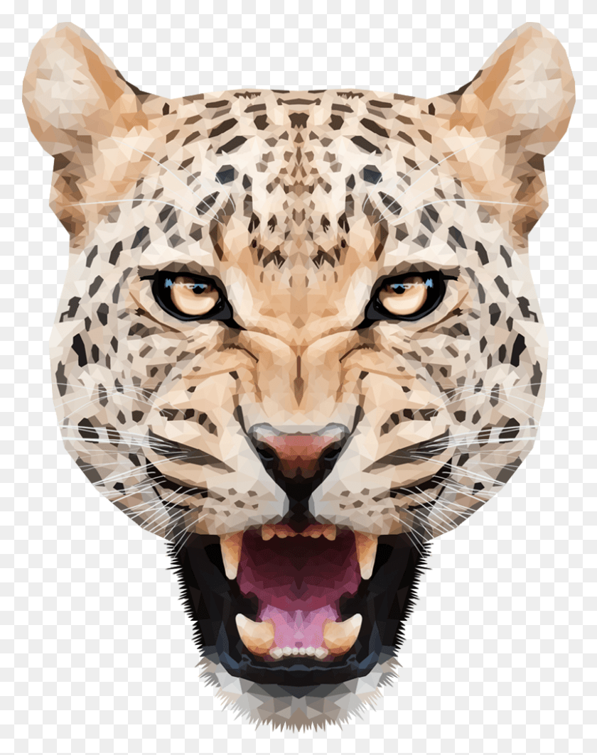 799x1028 X 1064 25 Леопард, Гепард, Дикая Природа, Млекопитающие Hd Png Скачать