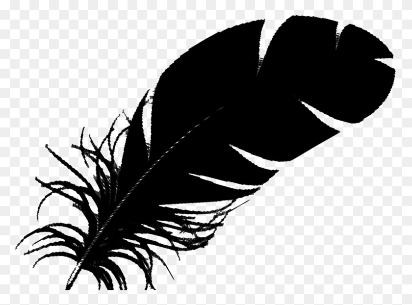 1550x1118 X 1118 8 Single Black Feather HD PNG Download