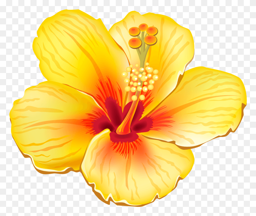 1279x1066 X 1125 16 Тропический Цветок Клипарт, Растение, Гибискус, Цветение Hd Png Скачать