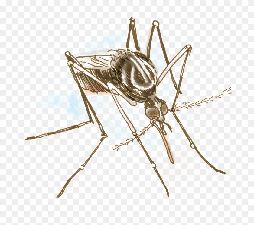 1282x1130 X 1129 2 Grillos De Cueva, Mosquito, Insecto, Invertebrado Hd Png