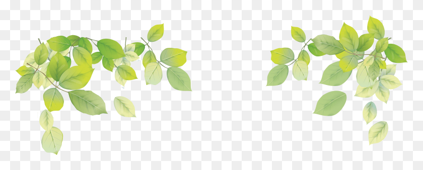 3229x1154 X 1154, Лист, Растение, Зеленый Hd Png Скачать