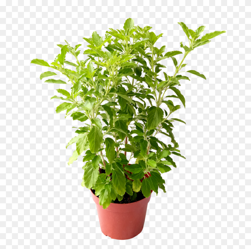 852x845 X 1155 36 Tulasi Plant, Potted Plant, Vase, Jar HD PNG Download