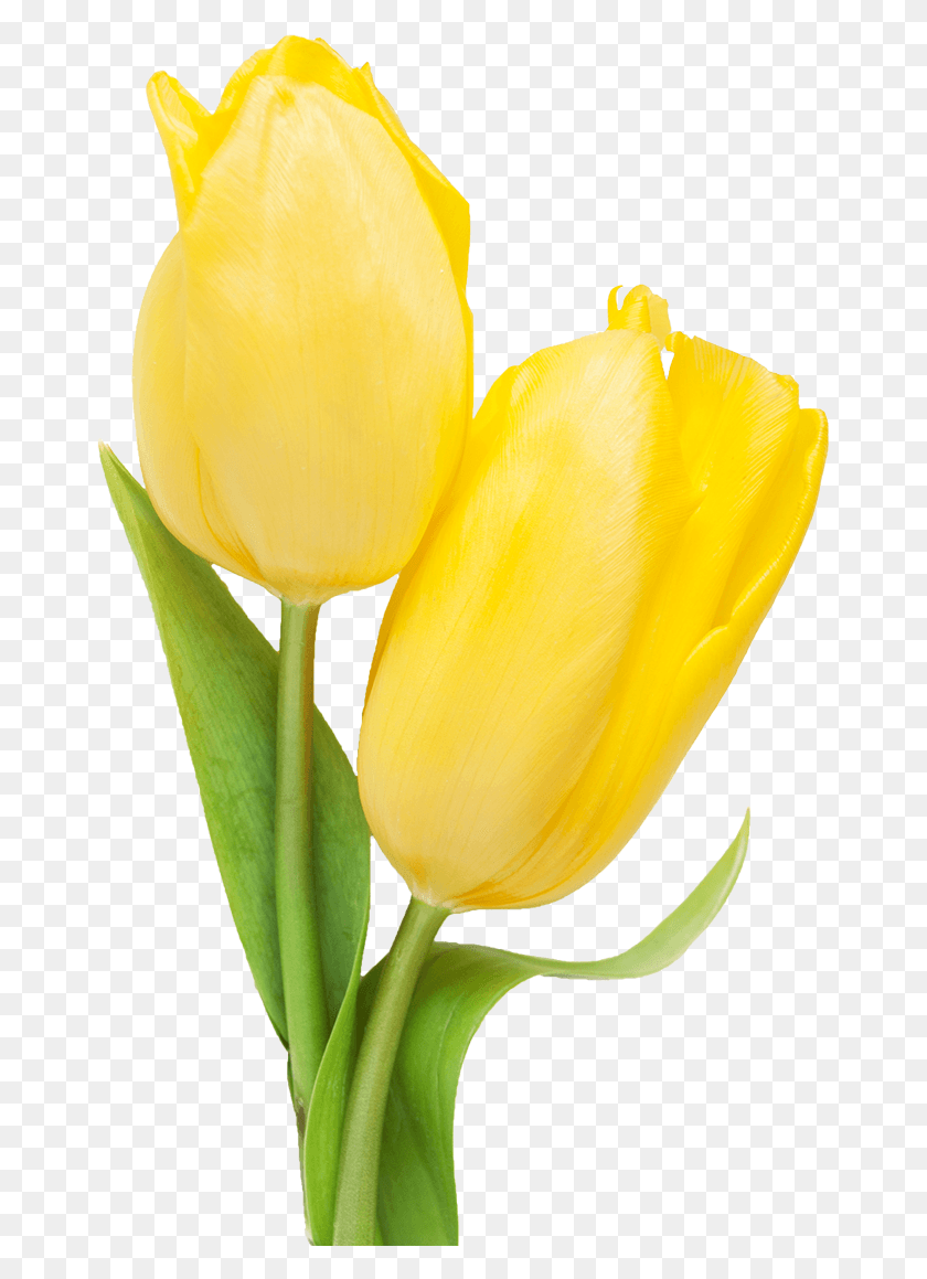 666x1099 X 1181 1 Transparent Tulip Yellow, Plant, Flower, Blossom HD PNG Download