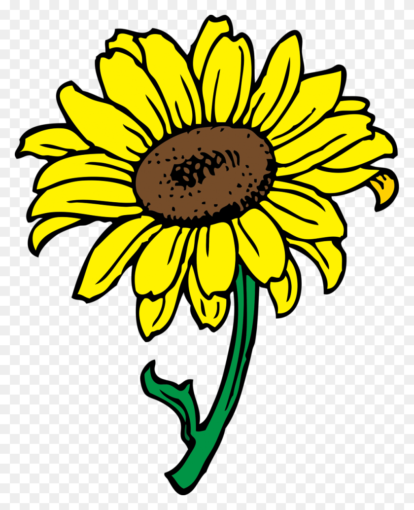 958x1197 X 1197 4 Clip Art Of Sunflower, Plant, Flower, Blossom HD PNG Download