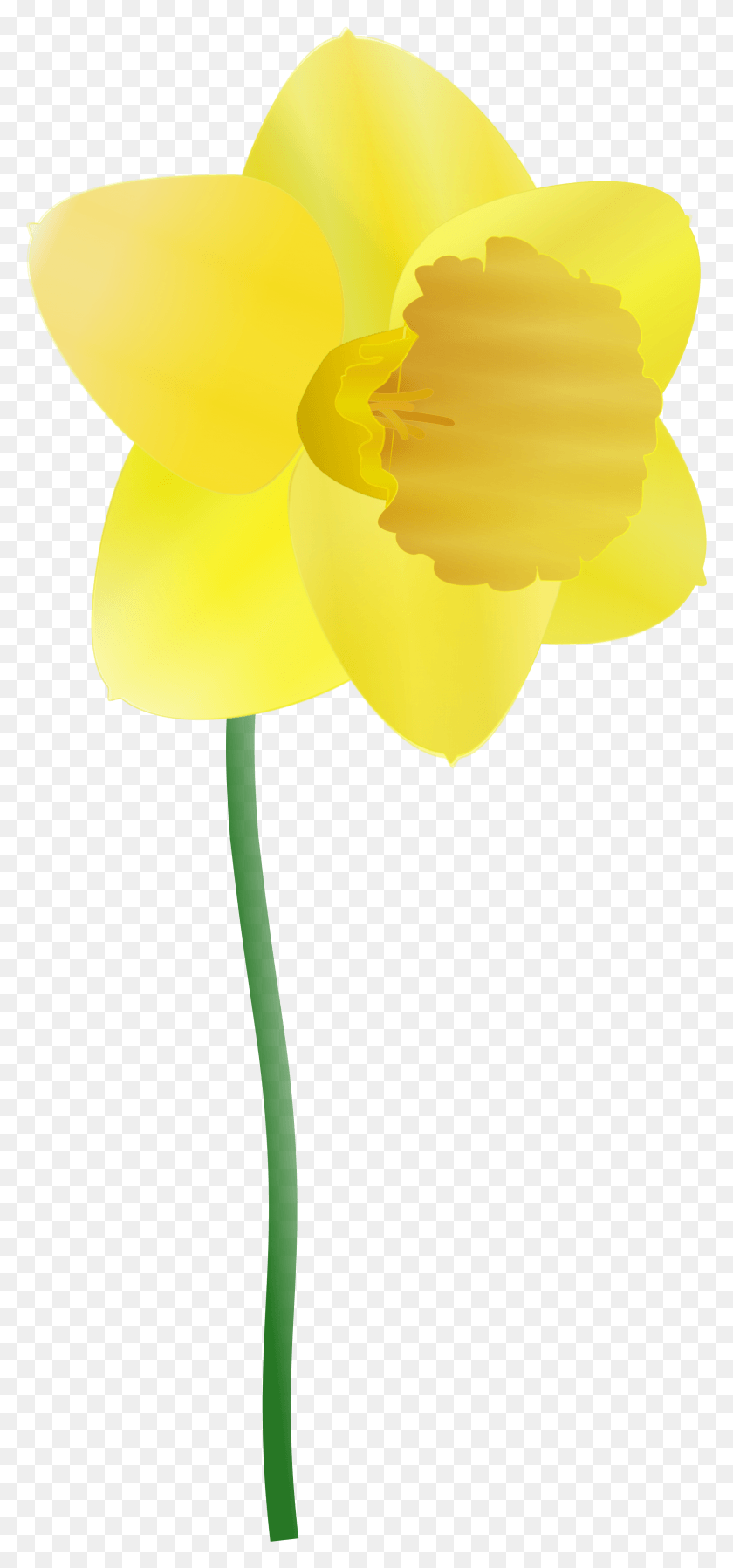 2401x5352 X 1248 2 Daffodil Clipart, Plant, Flower, Blossom HD PNG Download