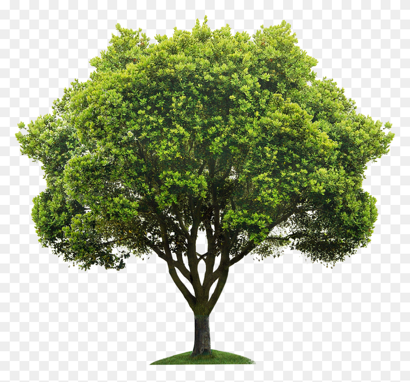 1055x979 X 1296 28 0 Free Tree, Plant, Oak, Maple HD PNG Download