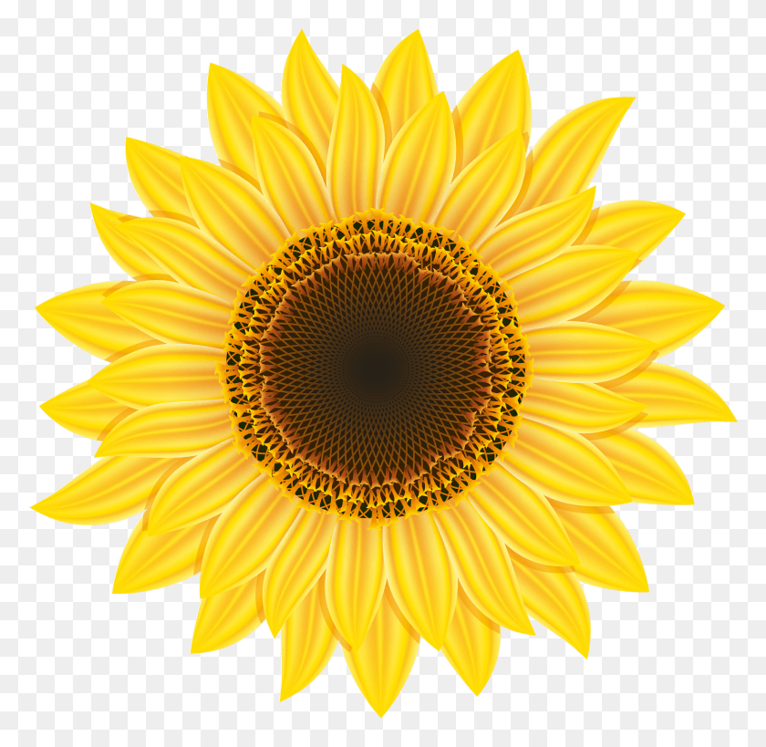 1485x1446 X 1314 7 High Res Flower, Plant, Blossom, Sunflower HD PNG Download
