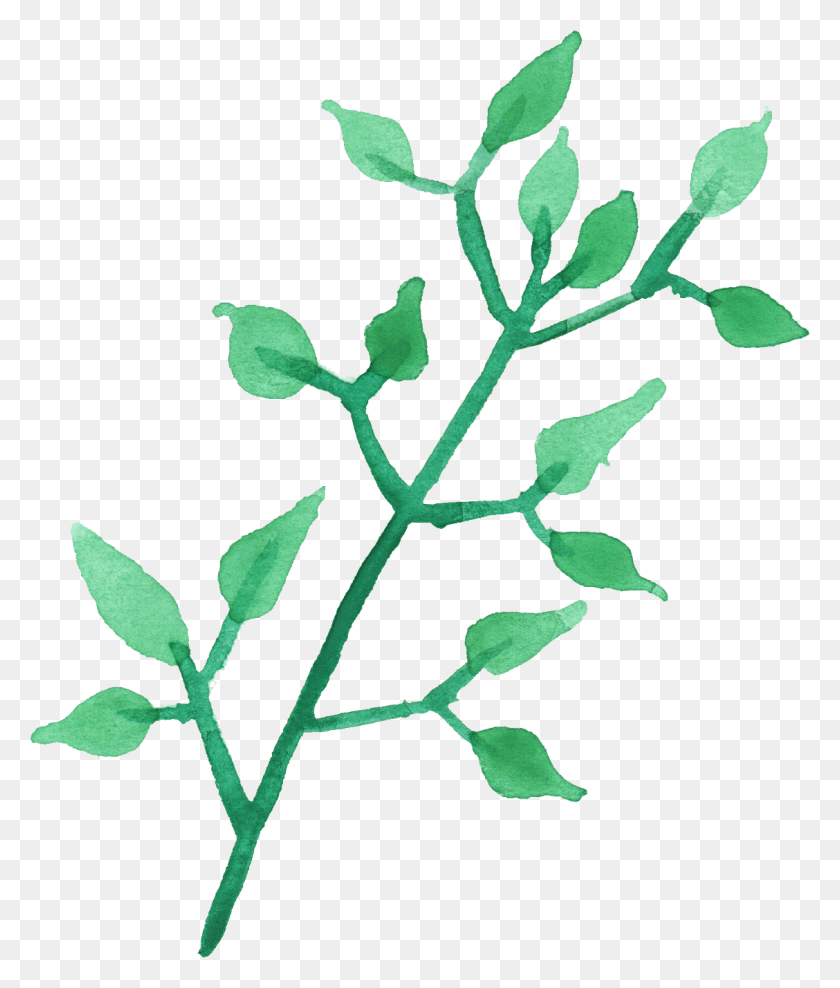 1128x1343 X 1343 6 Веток, Лист, Растение, Зеленый Hd Png Скачать