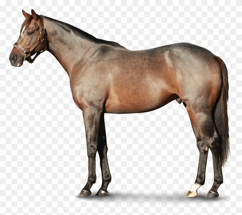 1483x1307 Caballo Png / Caballo Png