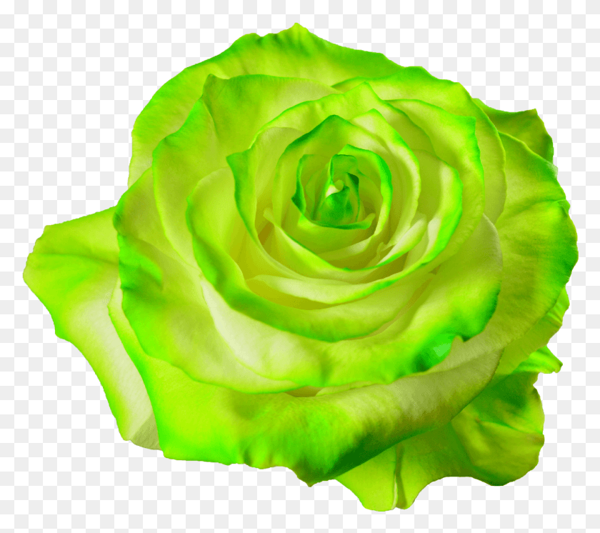 1280x1127 Descargar Png / Rosa Verde, Flor, Planta, Flor Hd Png