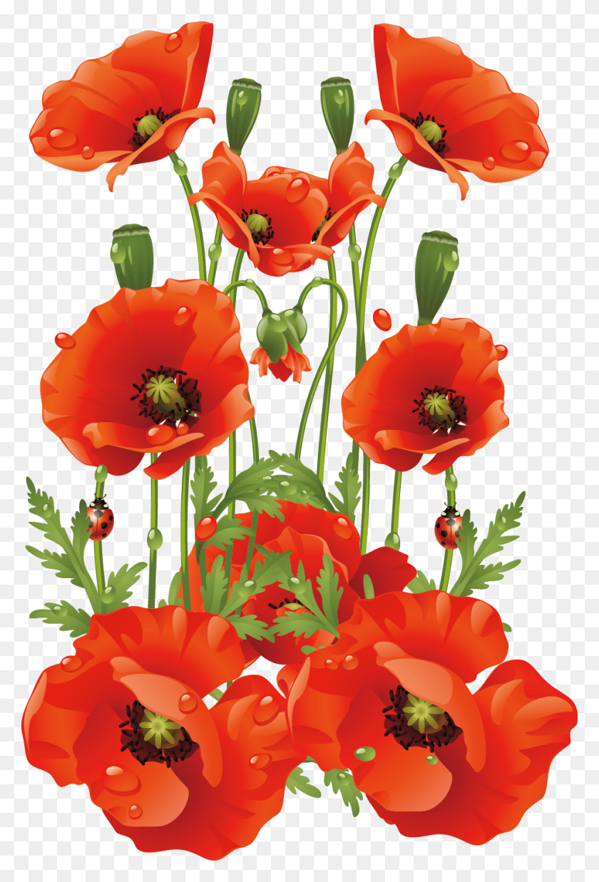 943x1424 X 1424 2 Transparent Background Poppies, Plant, Flower, Blossom HD PNG Download