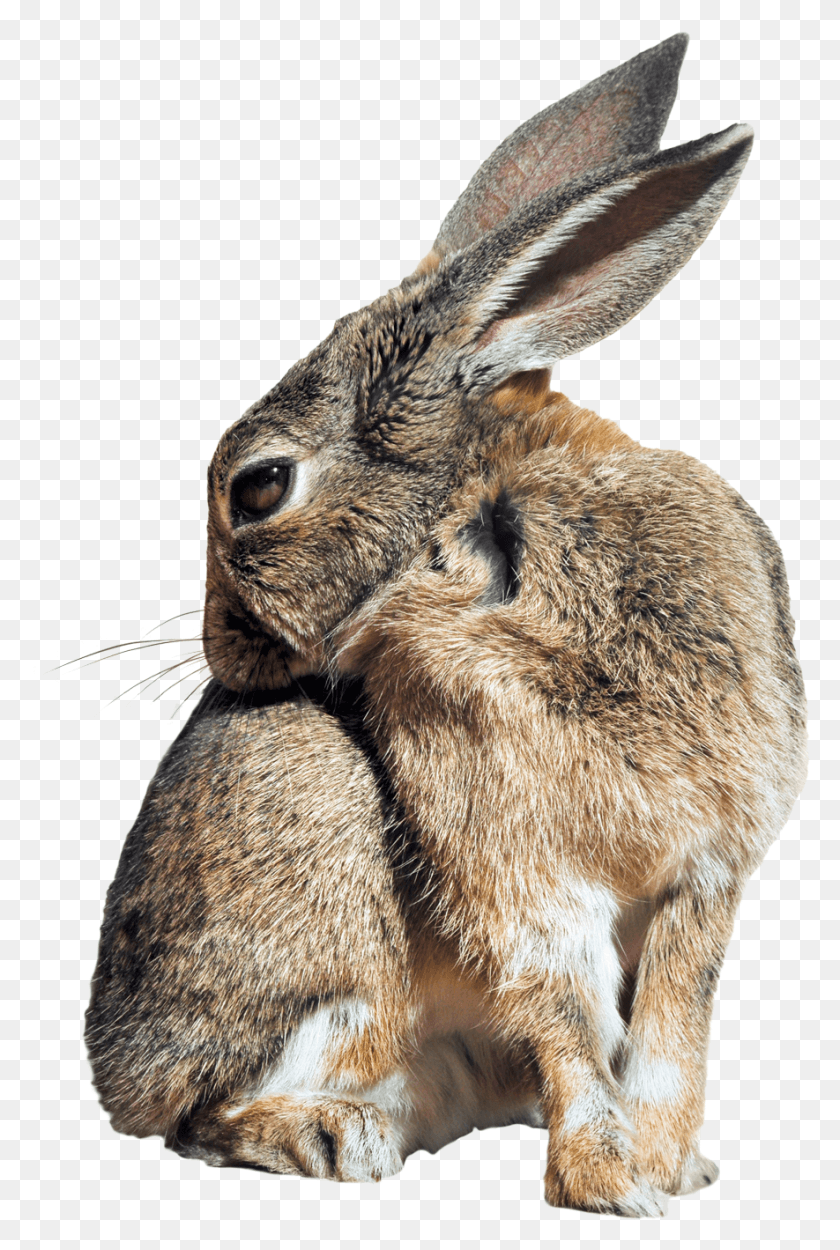 885x1351 X 1427 Hare, Rodent, Mammal, Animal HD PNG Download