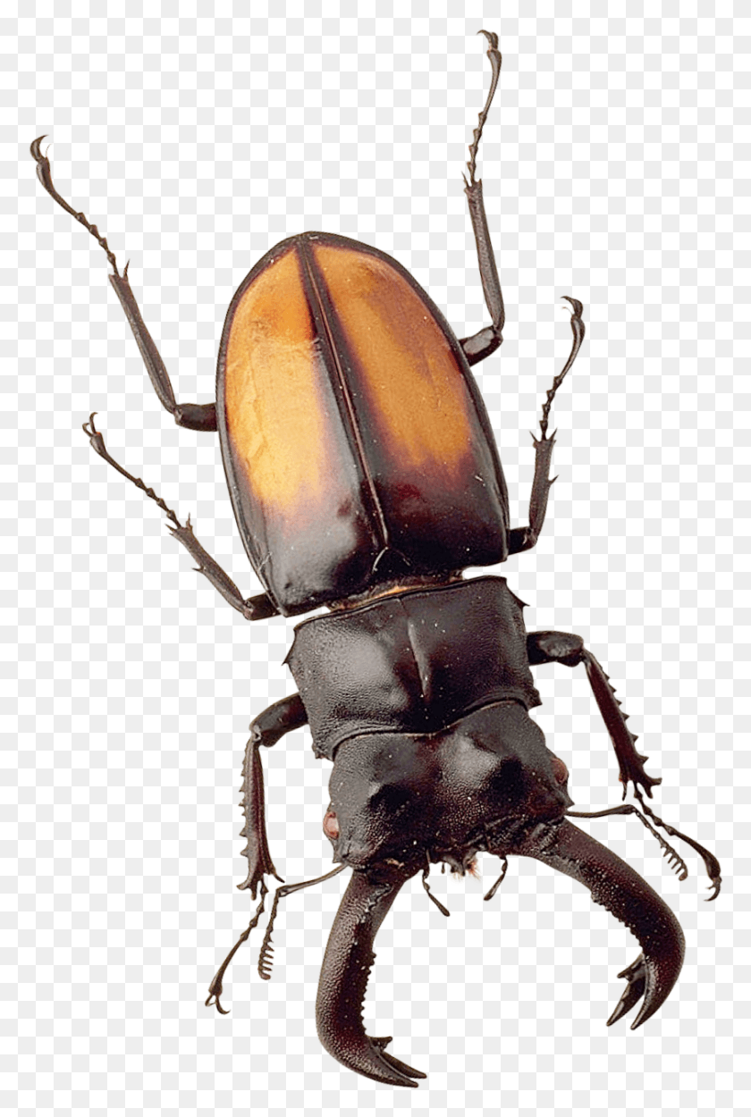 843x1287 X 1436 18 Beetle, Insect, Invertebrate, Animal HD PNG Download