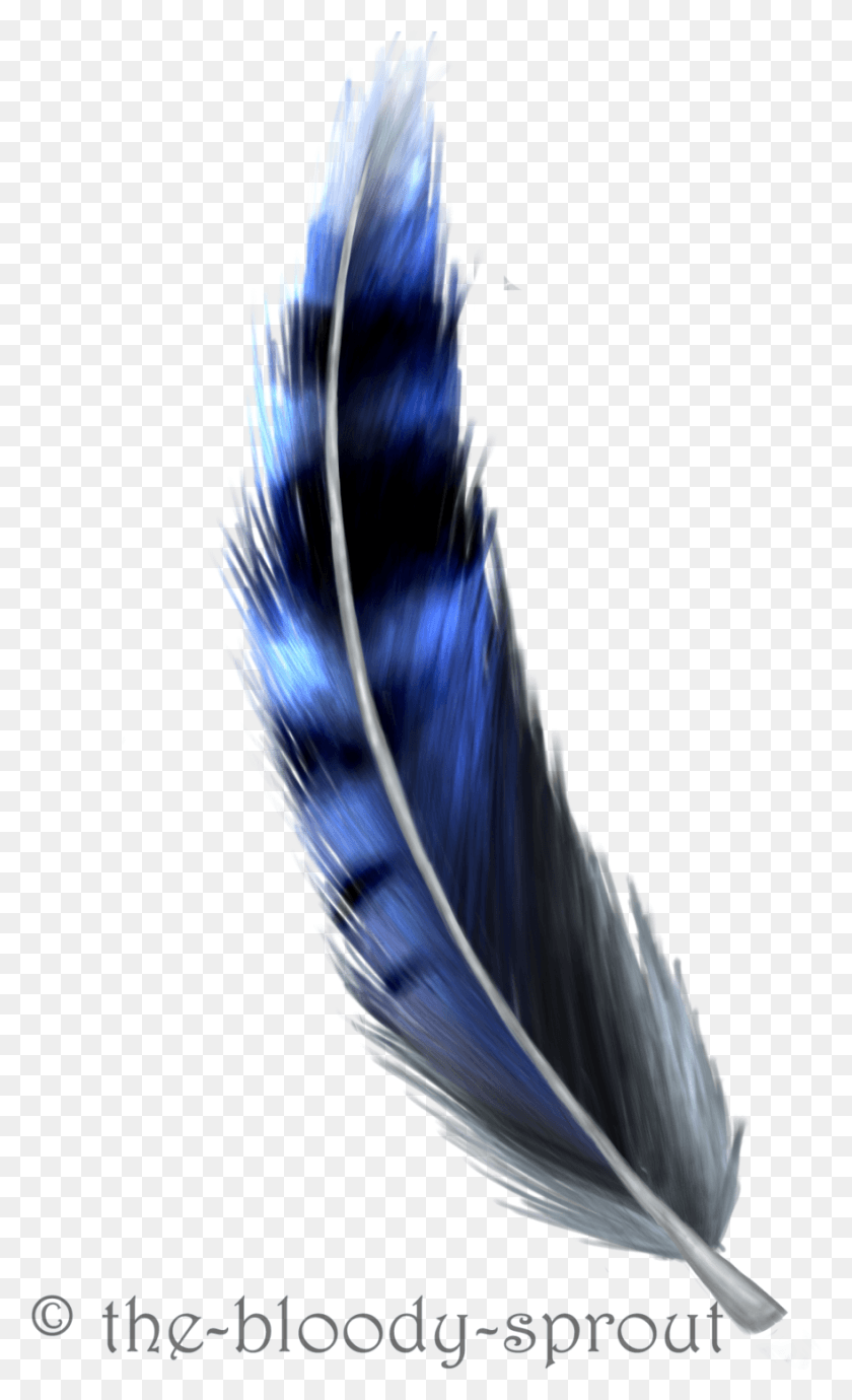 880x1490 X 1489 6 Blue Jay Feather Drawing, Птица, Животное, Природа Hd Png Скачать