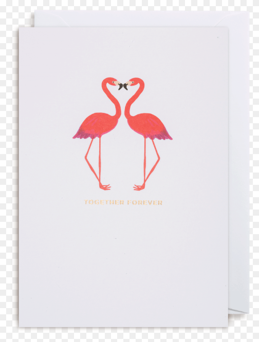 975x1313 X 1500 3 Flamingo, Bird, Animal HD PNG Download
