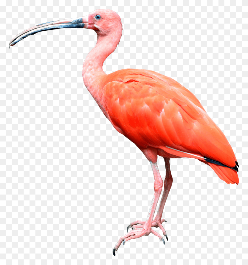 1394x1500 X 1500 5 Tropical Bird, Animal, Beak, Flamingo HD PNG Download