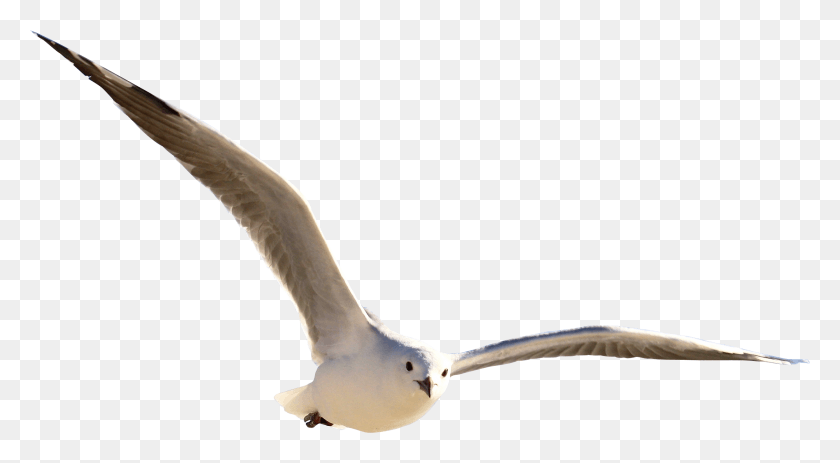 2674x1383 X 1500 Bird Flying Transparent, Seagull, Animal, Albatross HD PNG Download