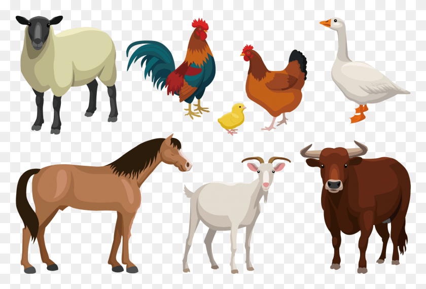 1499x982 X 1500 Live Stock Vector, Cow, Cattle, Mammal HD PNG Download