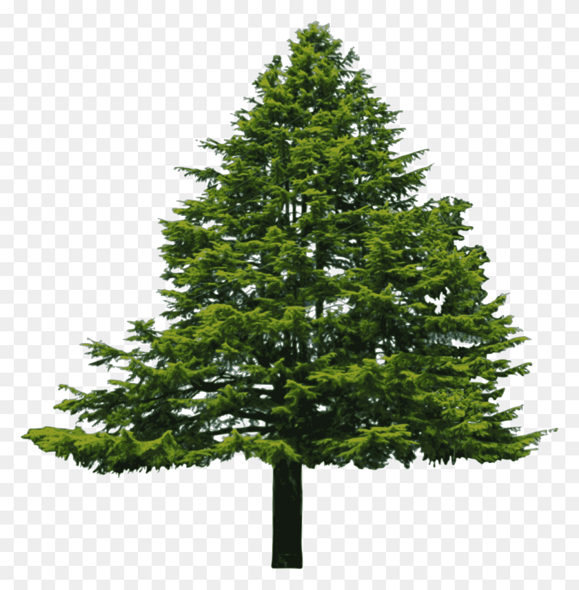 1504x1534 X 1534 12 Douglas Fir Tree, Plant, Christmas Tree, Ornament HD PNG Download