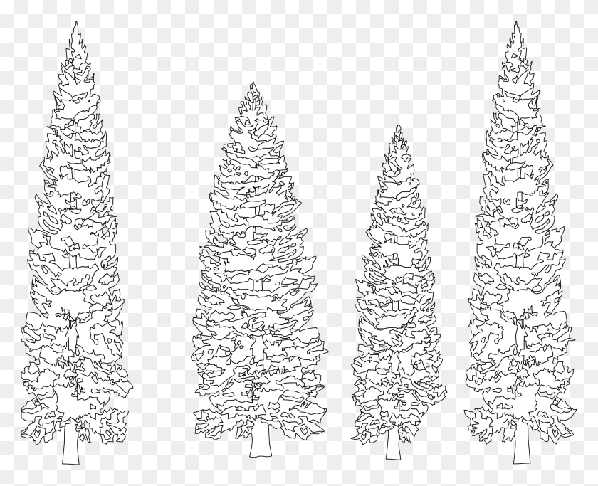 1969x1573 X 1573 12 Pine Trees With Black Background, Plant, Stencil, Text HD PNG Download