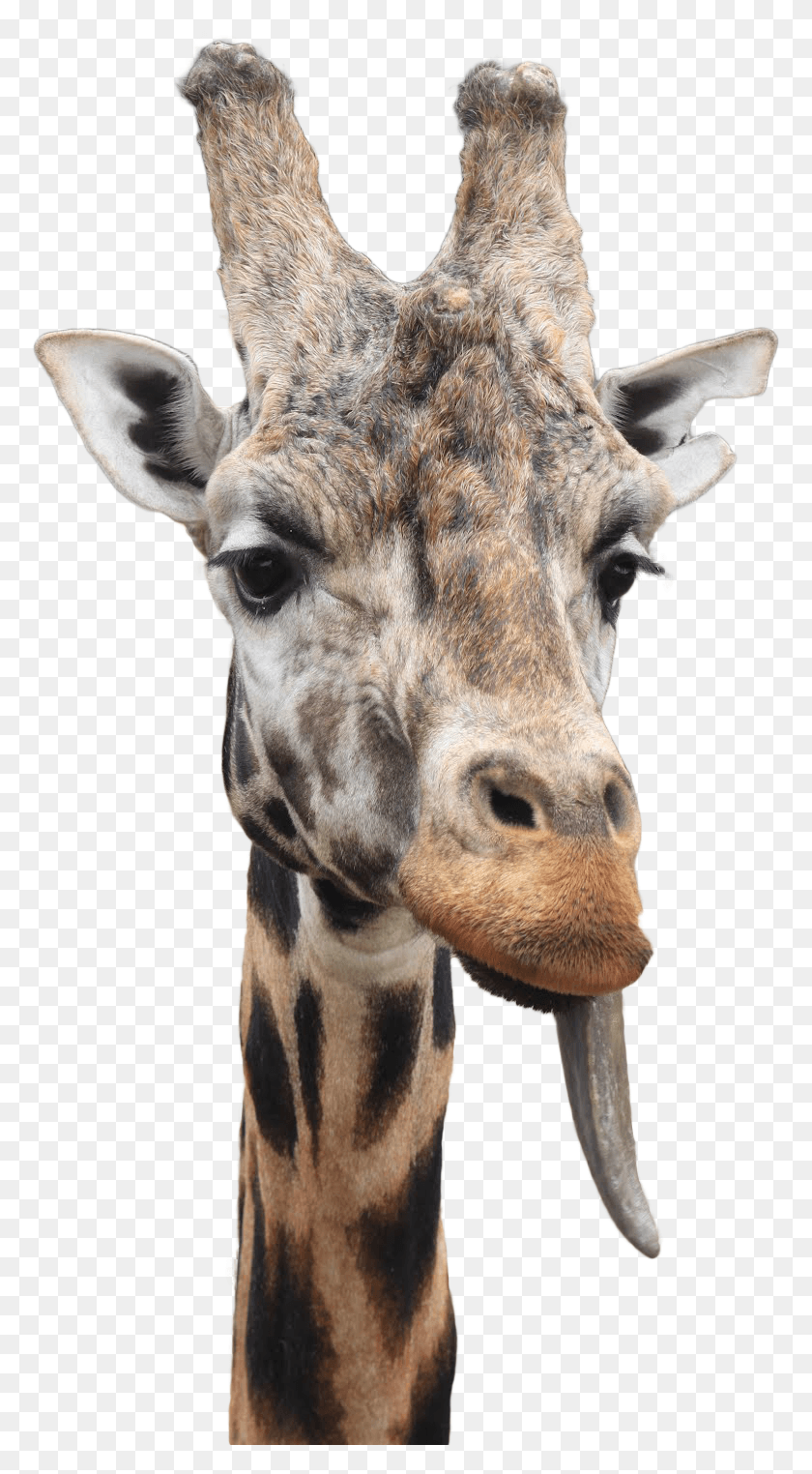 775x1464 X 1600 15 Giraffe, Wildlife, Mammal, Animal HD PNG Download