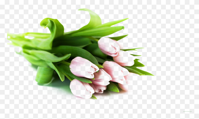 2561x1457 X 1600, Растение, Цветок, Цветение Hd Png Скачать