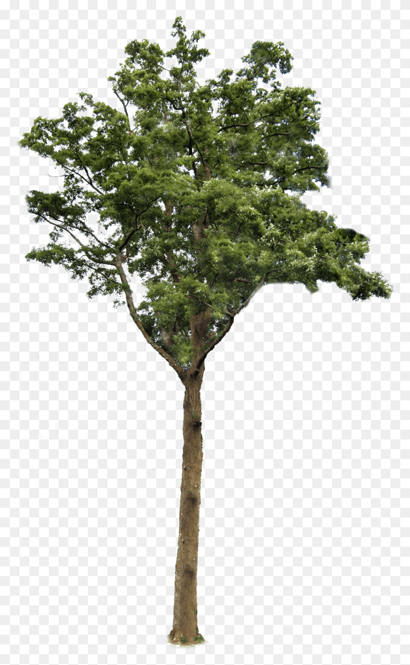 986x1646 X 1733 17 Дерево Без Фона, Растение, Растительность, Ствол Дерева Hd Png Скачать