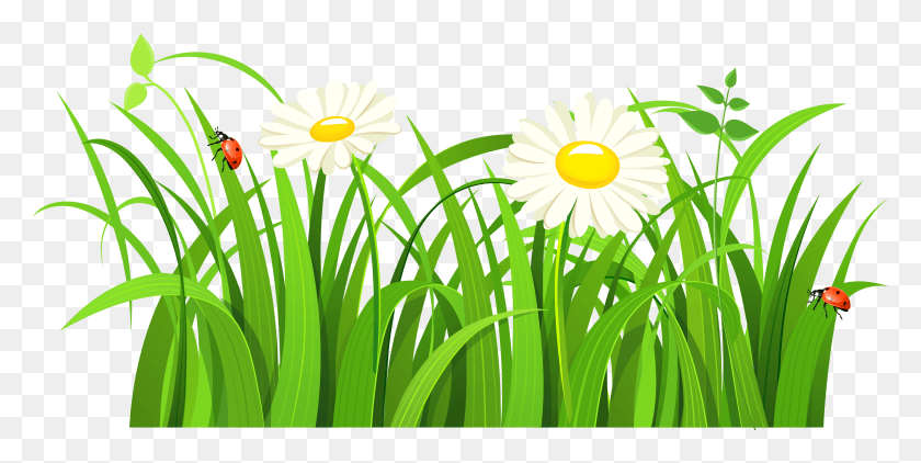 3751x1743 X 1906, Daisy, Flower, Plant HD PNG Download