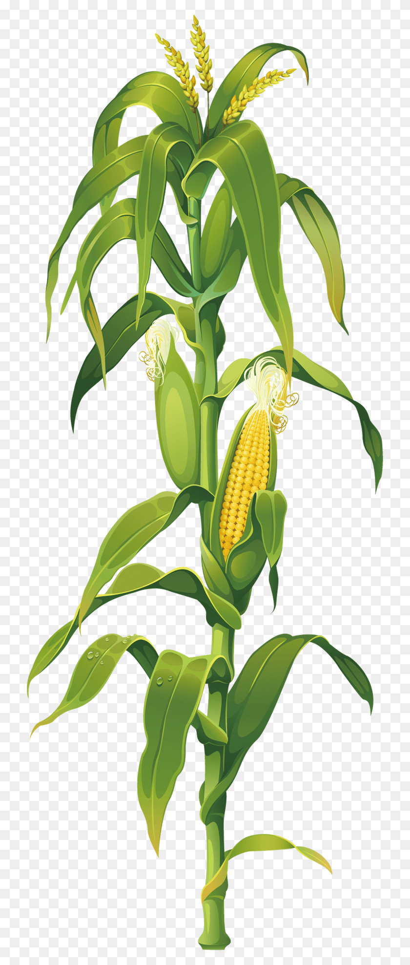 730x1916 X 1916 4 Стебля Кукурузы, Растение, Овощи, Еда Hd Png Скачать
