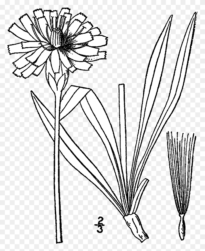 1559x1935 X 2000 9 Рисунок Одуванчика, Растение, Цветок, Цветение Hd Png Скачать