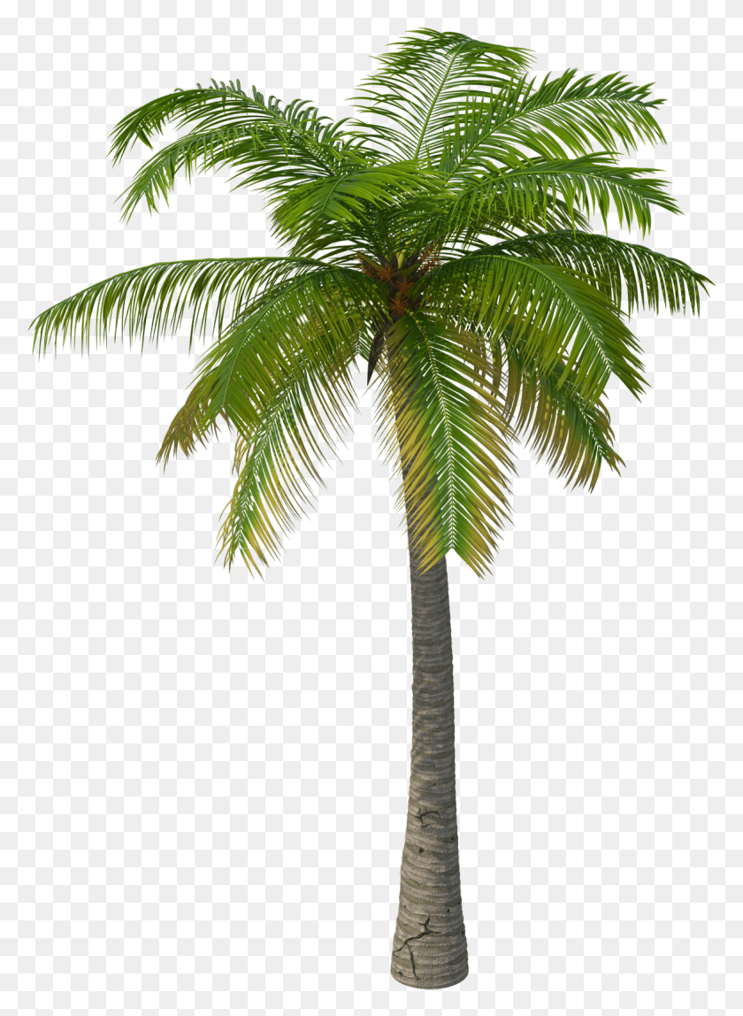 1167x1628 X 2048 4 3d Palm Tree, Tree, Plant, Arecaceae HD PNG Download