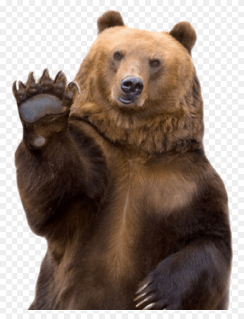 1555x2073 X 2083 8 De Urso, Bear, Wildlife, Mammal HD PNG Download