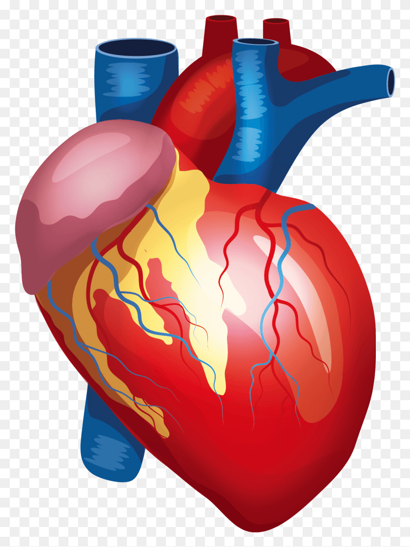 1287x1752 X 2122 9 Heart Anatomy, Food, Sweets, Confectionery HD PNG Download