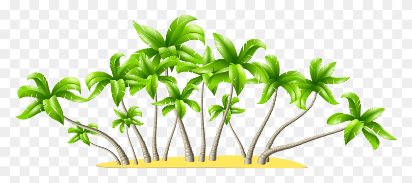 5000x2013 X 2157 4 Coconut Trees .png HD PNG Download
