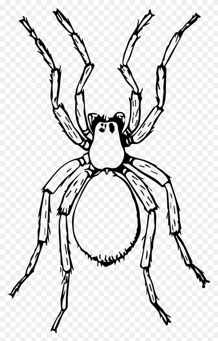 1433x2303 X 2303 6 Clipart Picture Of Spider Black And White, Gray, World Of Warcraft HD PNG Download