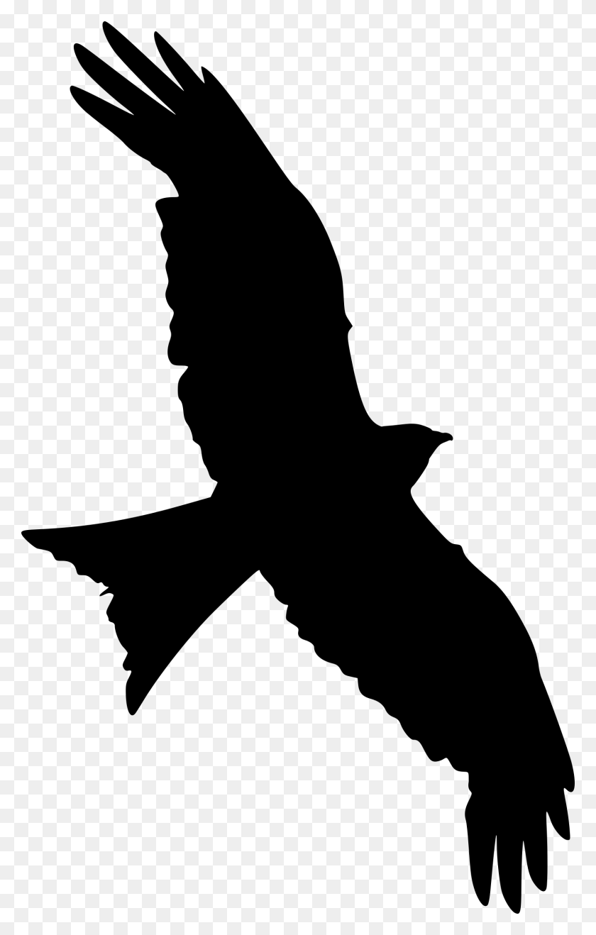 1488x2400 X 2400 1 Silhouette Of A Falcon, Gray, World Of Warcraft HD PNG Download