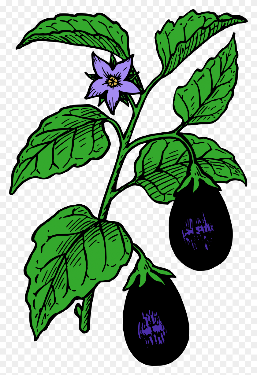 1604x2400 X 2400 3 Нарисуйте Растение Brinjal, Лист, Цветок, Цветение Hd Png Скачать