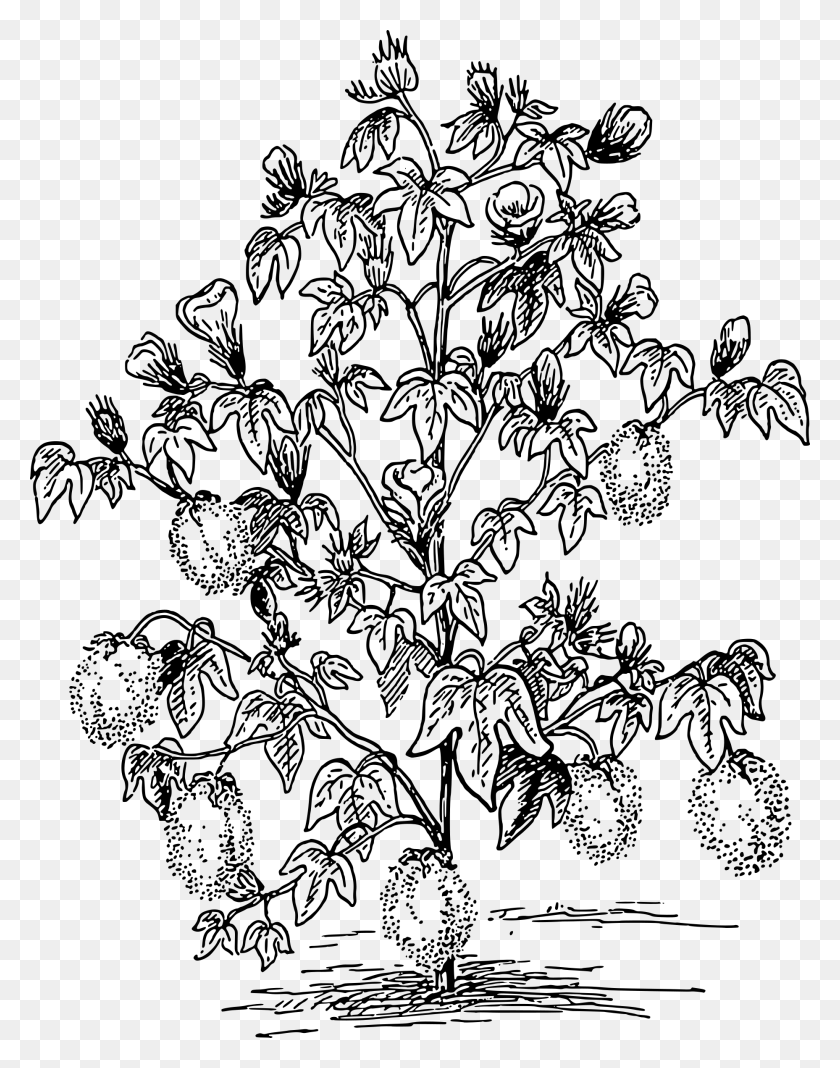 1857x2400 X 2400 6 Cotton Plant Clipart Black And White, Gray, World Of Warcraft HD PNG Download